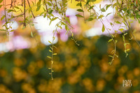 Haldi-12