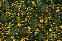 Haldi-16
